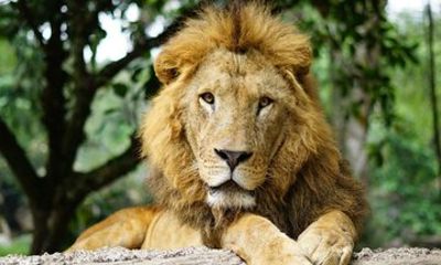 Taman Safari Indonesia Bus Tour Experience