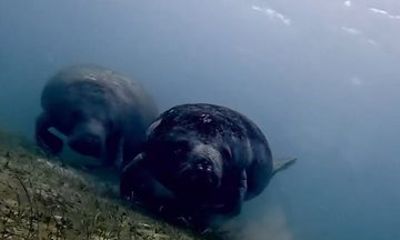Snorkeling in Paradise