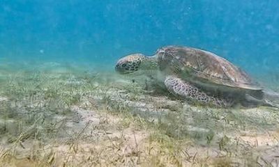 Snorkeling in Paradise