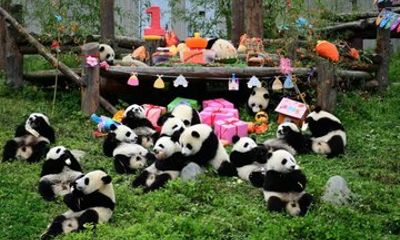 Chengdu City 8 Hour Private Tour with Optional English Guide