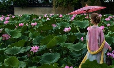 Suzhou Summer Day Among Lotus Ponds and Ancient Lanes