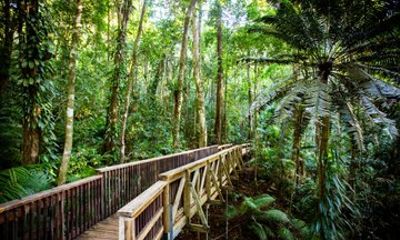 Ngana Kulkinga Dungay – Cape Tribulation Private Shore Tour