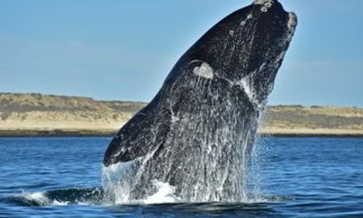 Whale Watching in Playa El Doradillo from Puerto Madryn