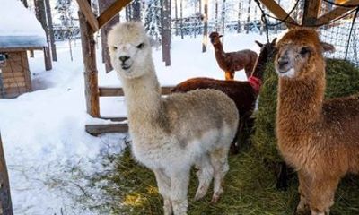 Husky and Reindeer Combo Tour with Santa and Santa’s Pets Tickets