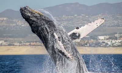 Foto Safari Vida Salvaje Migracion Mamífera Los Cabos