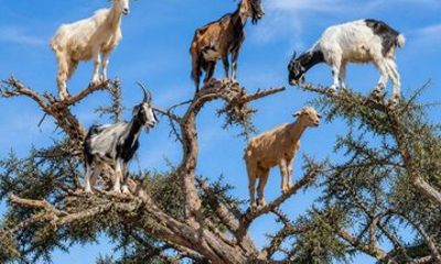 Agadir Goat Tree Tour Discover the Amazing Argan Landscape