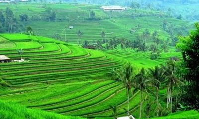 Explore Jatiluwih with Private Car Tour
