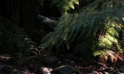 Melbourne Redwood Forest & Dandenong & Warburton day tour
