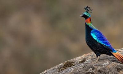12 Day Himalayan Birding and Tiger Tour