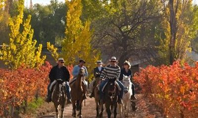 Horseback vineyards Riding, Culinary Experience at Bodega Bandini