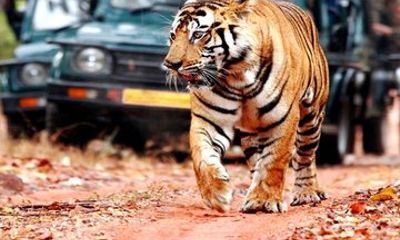 5 Days Golden Triangle Tour with Ranthambore Taj Mahal Sunrise