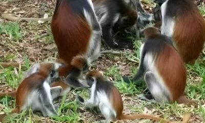 Full Day Zanzibar Tour Jozani Forest Spice Farm and Stone Town