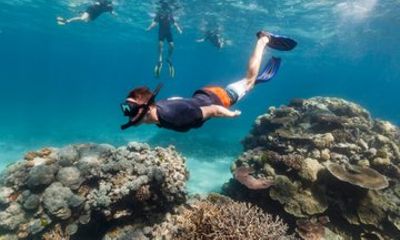 Dolphin Watching and Snorkeling Adventure in Muscat