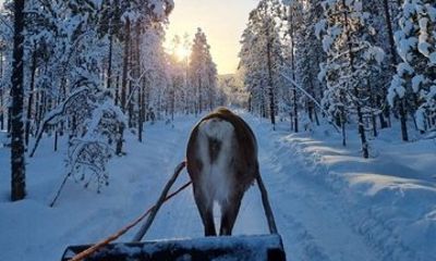 Rovaniemi: Reindeer Farm Experience & Photography