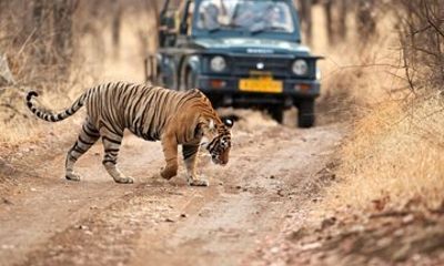 6 Days Delhi Agra Jaipur Tour with Ranthambore National Park