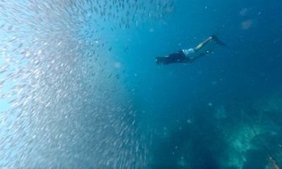 Mactan Cebu Sardine Run Beginner Freedive with Transfers