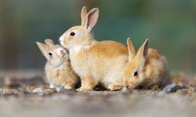 Hiroshima Private Day Trip to Okunoshima Rabbit Island