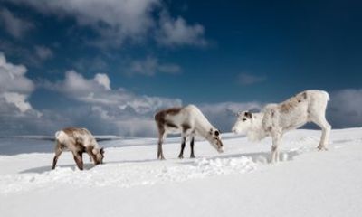 500 meter Reindeer Ride from Rovaniemi