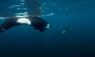 Ocean Safari Orcas & Wildlife in La Ventana México