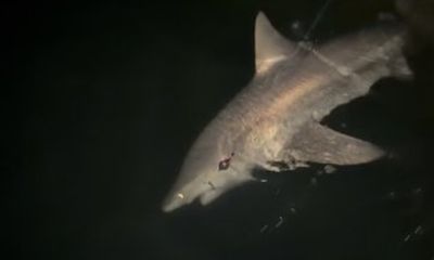 4-Hour Private Night Shark Fishing Charter in Marco Island