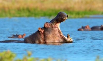 10 Day Southern Tanzania Safari Adventure
