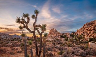 Joshua Tree National Park Photography Instruction