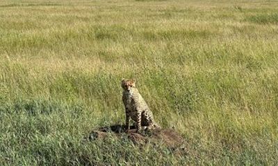 5 Day Tanzania Safari with Serengeti Balloon Experience