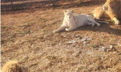 Johannesburg Lion and Safari Park Guided Game Drive