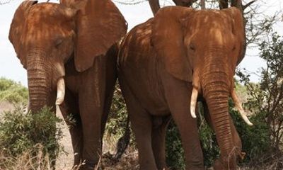 Full Day Tsavo East Safari from Mombasa with Lunch