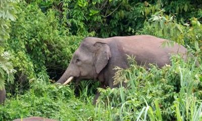 Sandakan 2 Days Wildlife Safari, Night Cruise and Jungle Walk