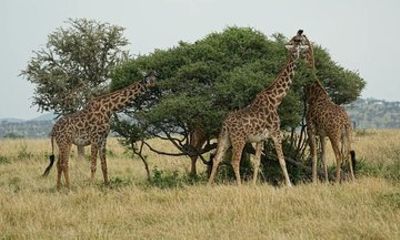 11 Day Tanzania Safari and Zanzibar Escape Ndutu Calving Season