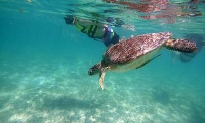 Tulum Ruins Akumal Turtle Snorkeling and Cenote Swim Small Group
