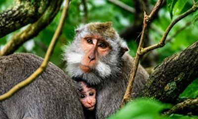 Half Day Ubud Highlights with Monkey Forest, Waterfall and Temple