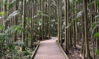 Glass House Mountains and Rainforest Day Tour from Brisbane