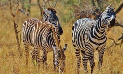 4 Day Kilimanjaro Hike Serengeti and Ngorongoro Crater Tour