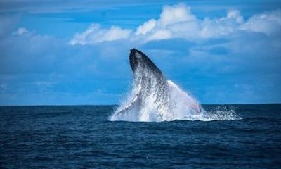 Whales and Dolphins Watching Tour