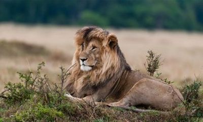 3 Days from Scenic Plains to Crater Rim Serengeti and Ngorongoro