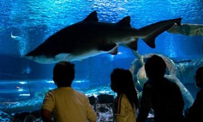 Antalya Aquarium 5 in 1 Mega Combination Ticket