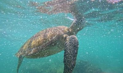 Snorkeling Adventure at Mirissa's Thalaramba Beach