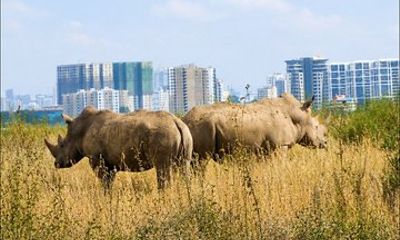 Half Day Safari to Nairobi National Park