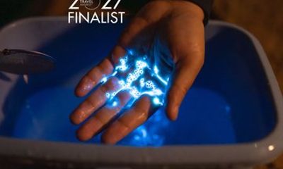 Okayama: Bioluminescent Marine Life Night Experience