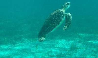 Puerto Morelos Reef Snorkeling Tour with Local Guide Victor