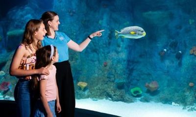 Sea Life Melbourne Aquarium Admission Ticket