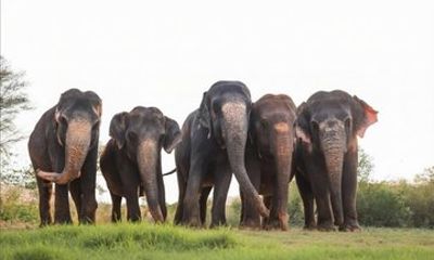 Ethical Elephant Sanctuary By Jaipur Trails
