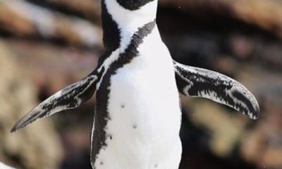Cape Picnic and Penguin Tour