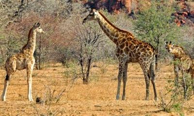 Safari Trip to Mikumi Park from Dar es Salaam by Train