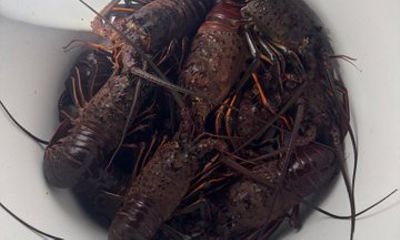 Nighttime Lobster Fishing Adventure on Catalina Coastline