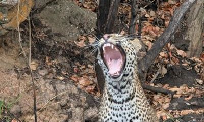 3 Days Serengeti National Park with Mashuve Safaris