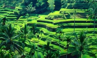 Ubud Private Tour with Rice Terrace Swing Temple Balinese Culture