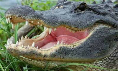 Everglades Airboat Adventure